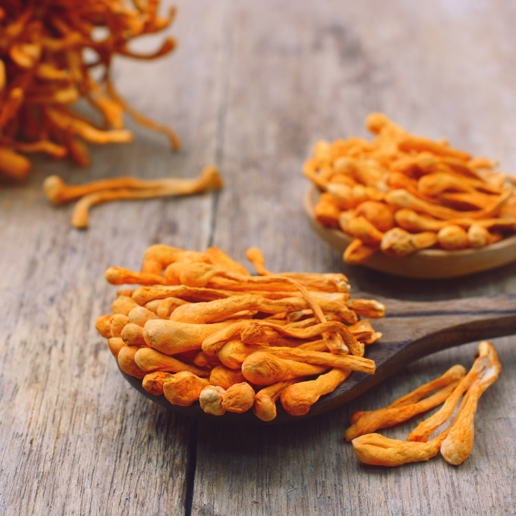 Image of Cordyceps